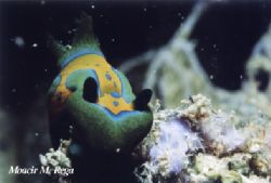 Nudibrânquio em Arraial do Cabo-RJ - Brasil, Nikonos V co... by Moacir Mezavilla Rega 